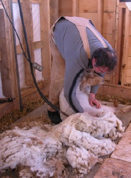 Sheep